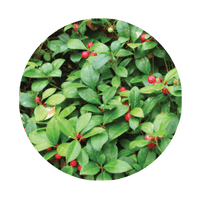 <strong>Wintergreen Leaf Extract (10%)</strong>