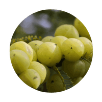 <strong>Amla Fruit Oil (10%)</strong>