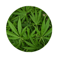 <strong>Vijaya Leaf Extract (1%)</strong>