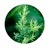 <strong>Tea Tree Oil (1.5%)</strong>